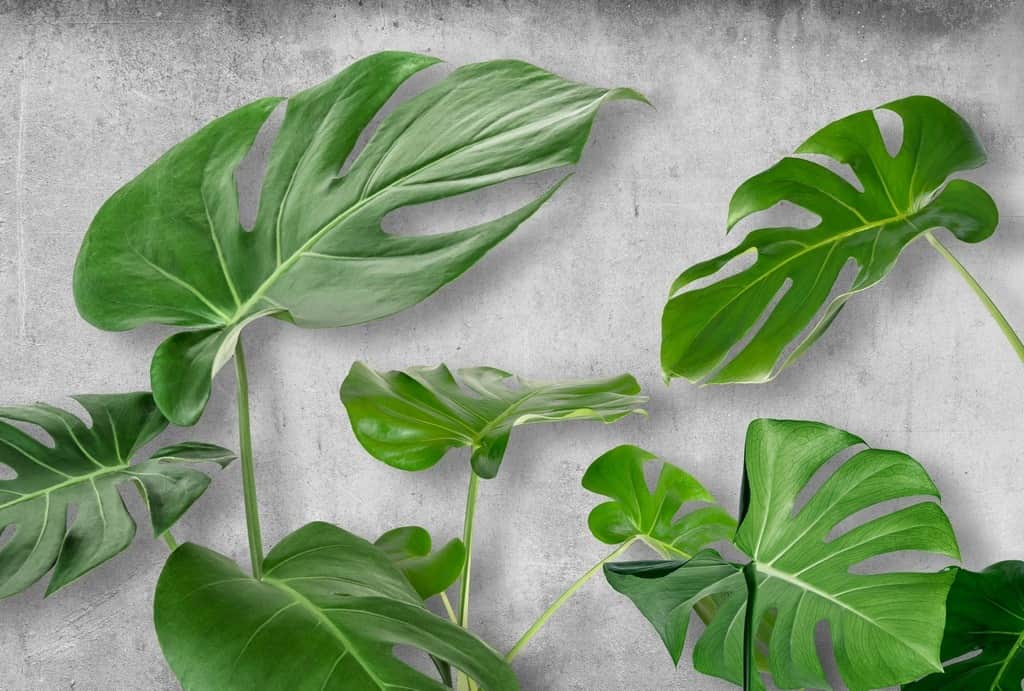 Fototapeta Liście Monstera